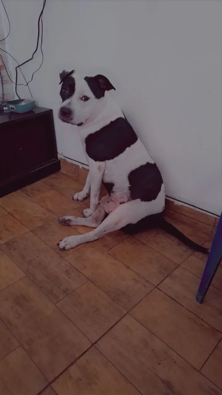 Cachorro 