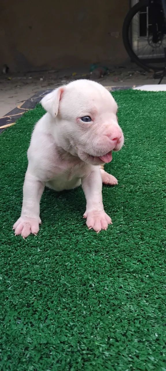 American bully pocket  - Foto 3