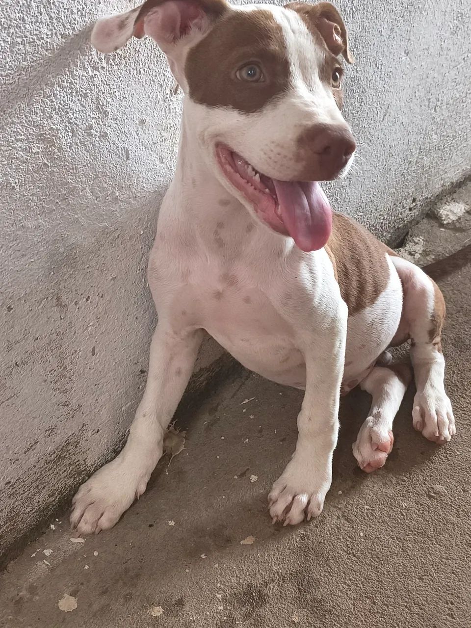 Vende-se um Pitbull 