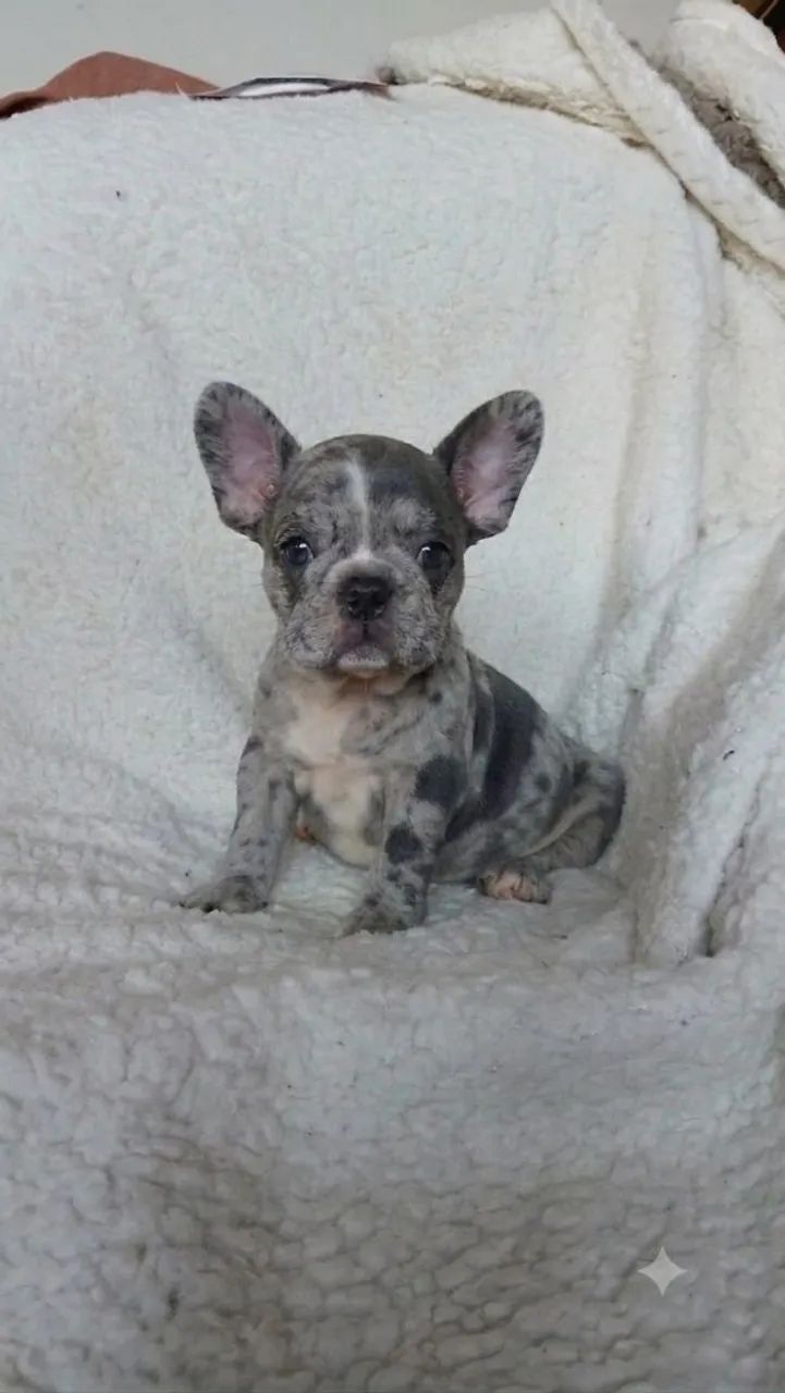Buldogue francês  - Foto 2