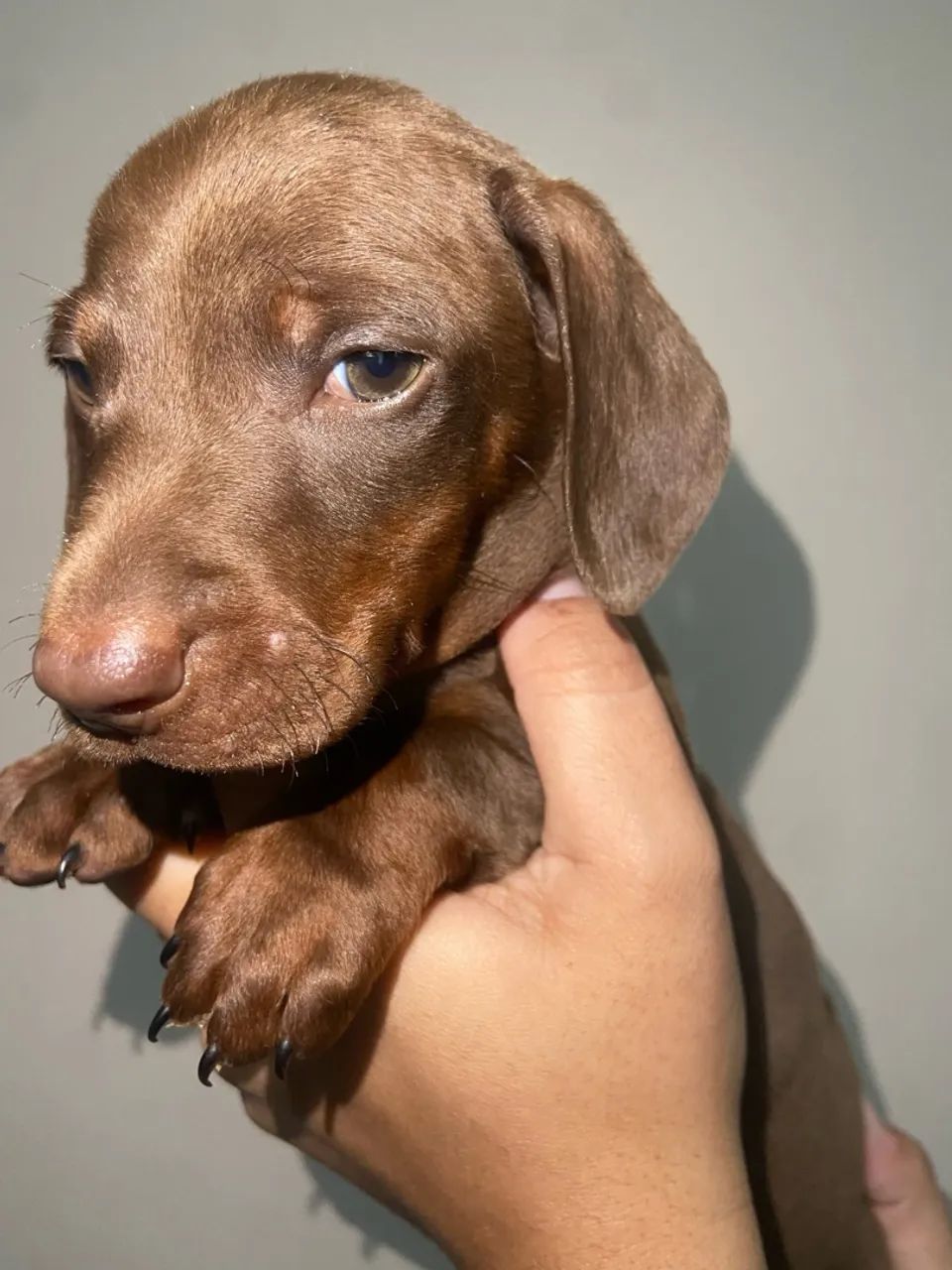 Dachushund  - Foto 3