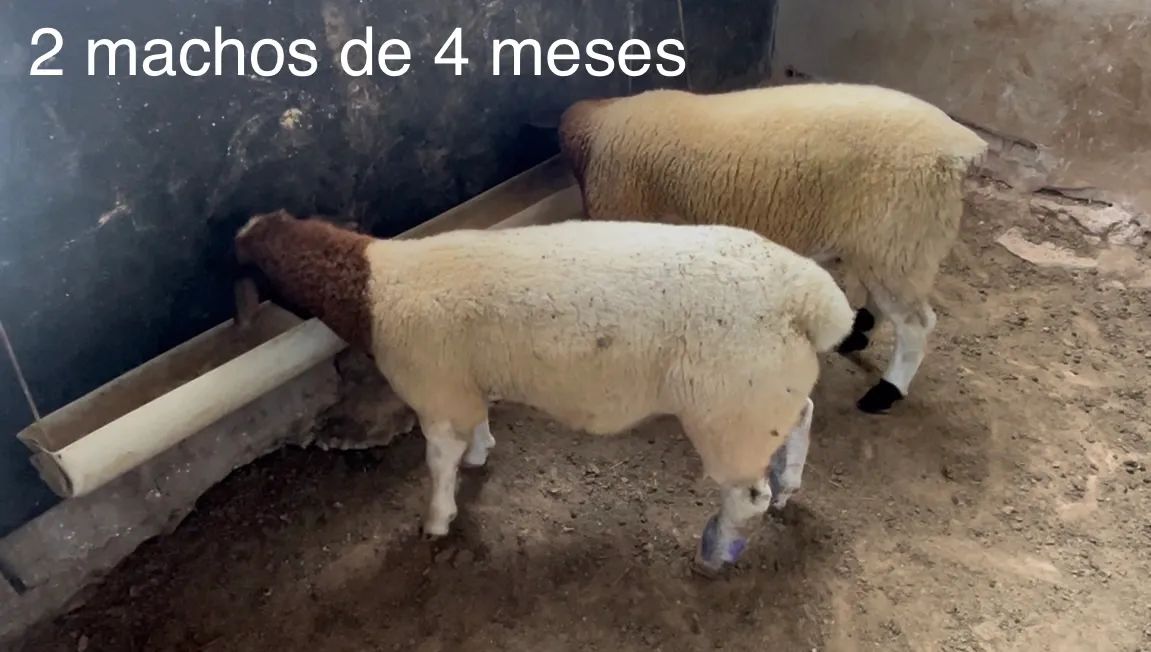 Cordeiros dorper .  - Foto 3
