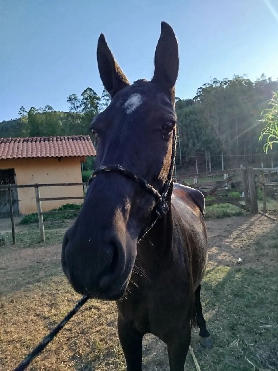 Egua - Foto 4