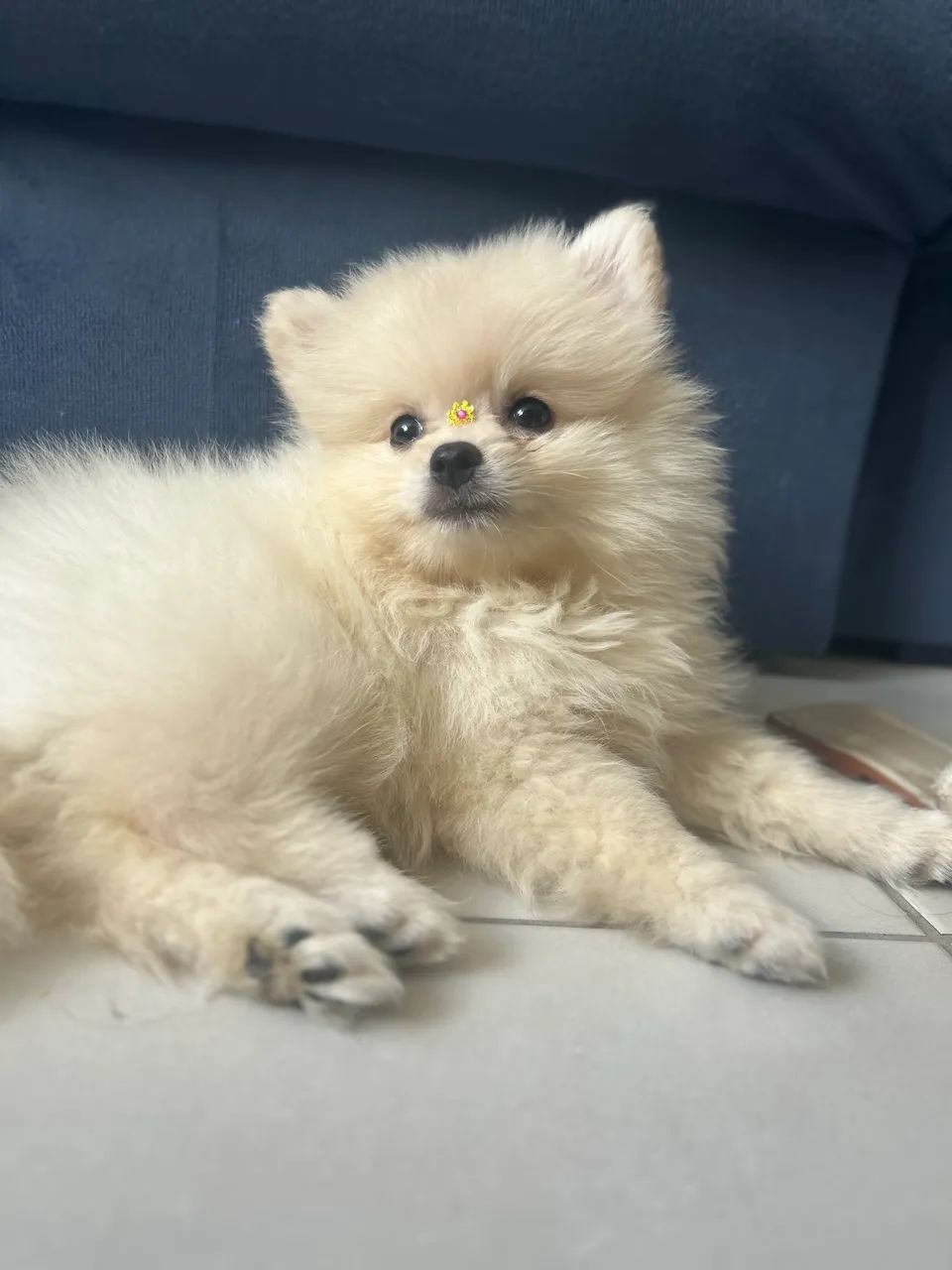 Spitz alemão fêmea  - Foto 2