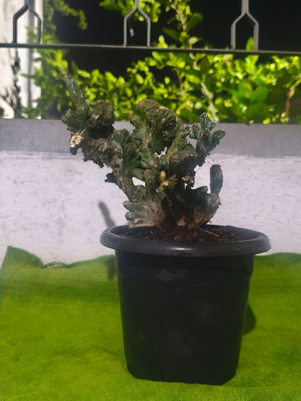 Cacto rabo de sereia  - Foto 2