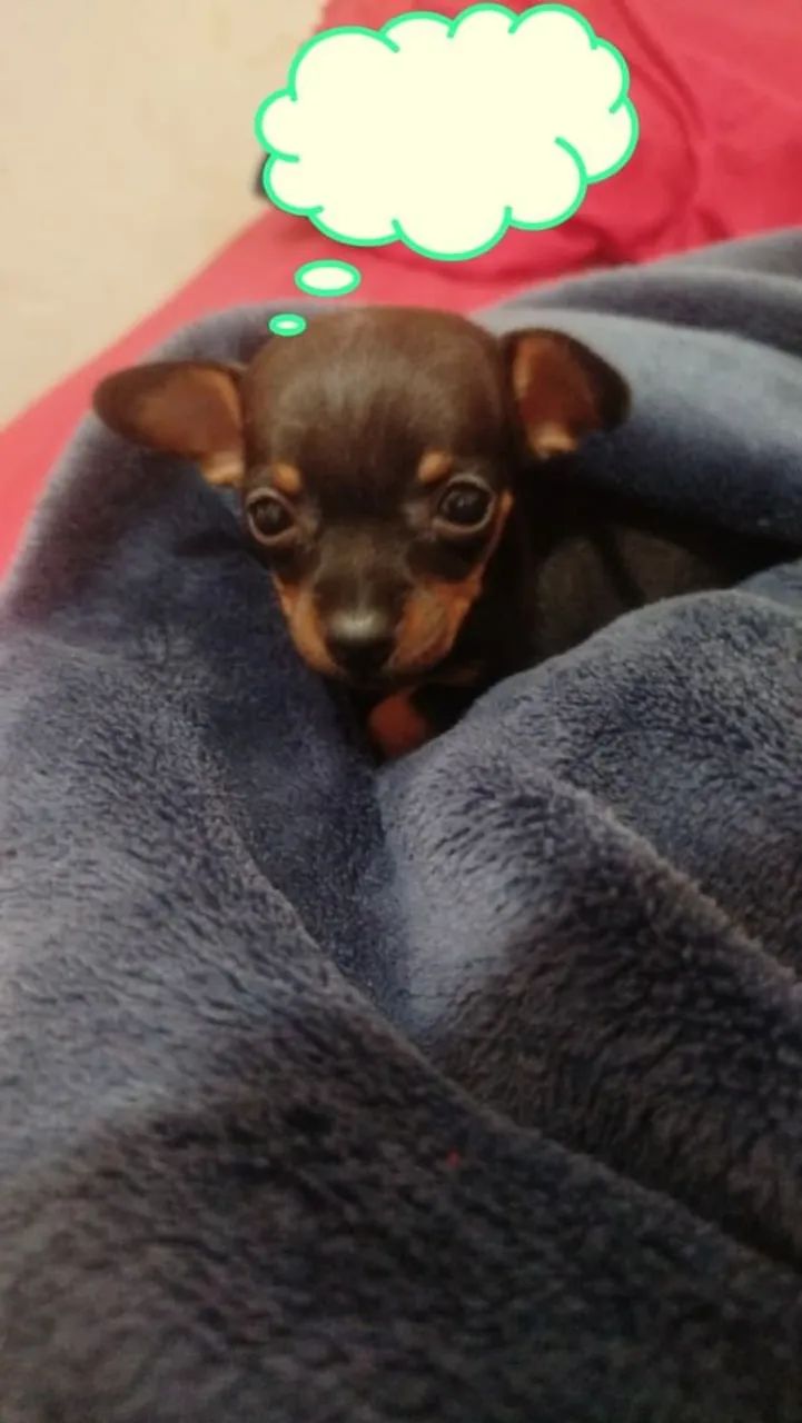 Lindo filhote pinscher macho zero  - Foto 2