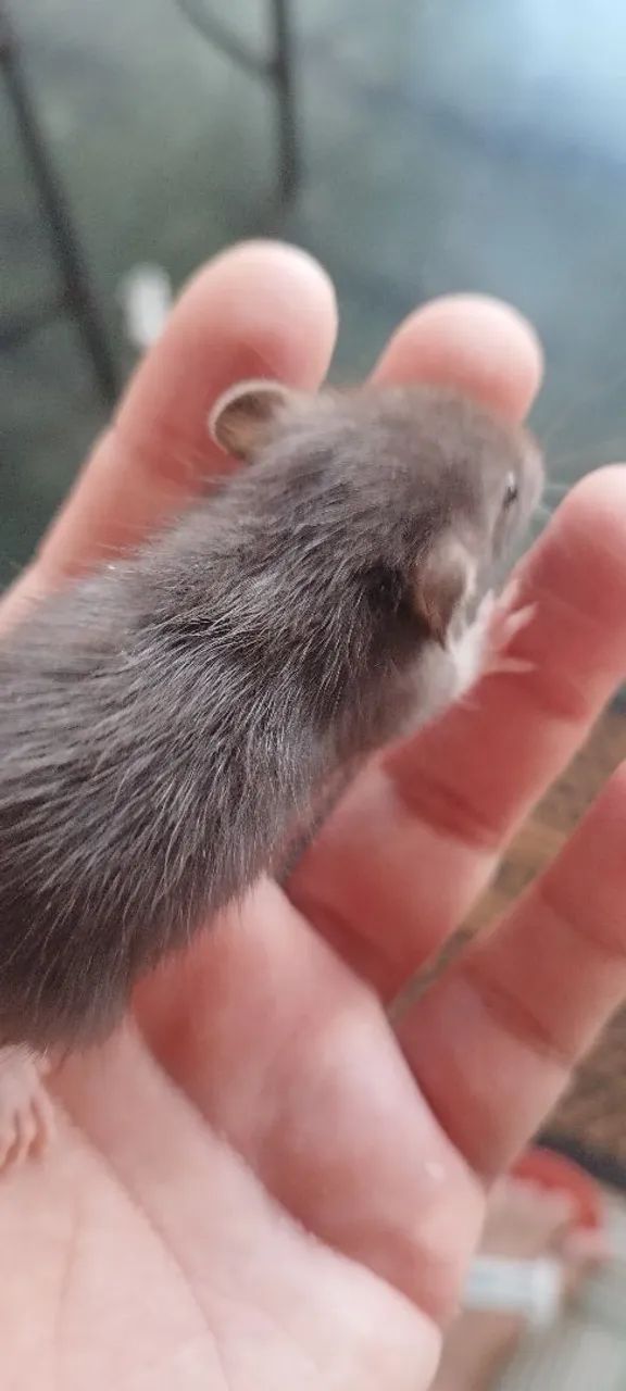 Rato Twisters Pets/Alimentação para Répteis 