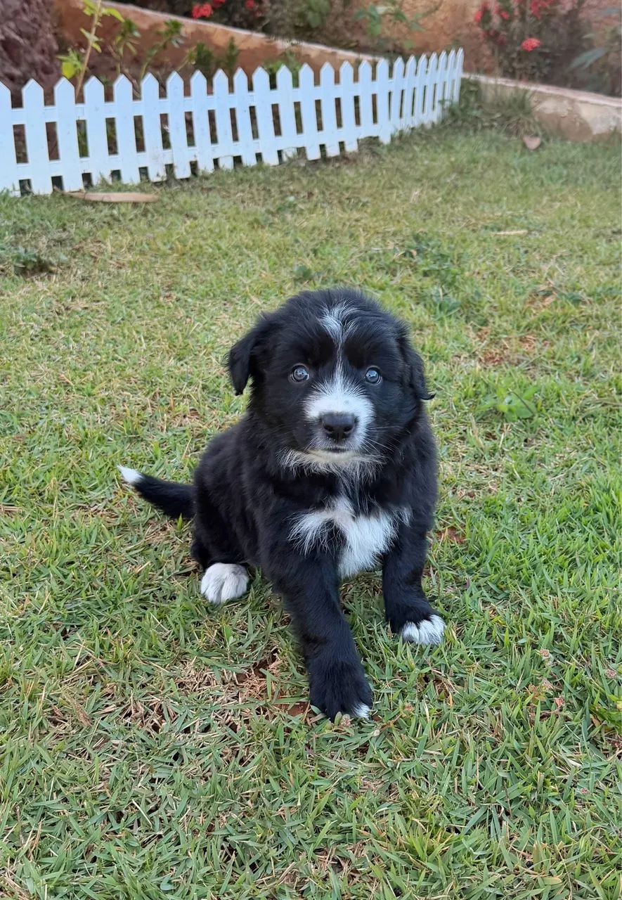 Border collie  - Foto 5