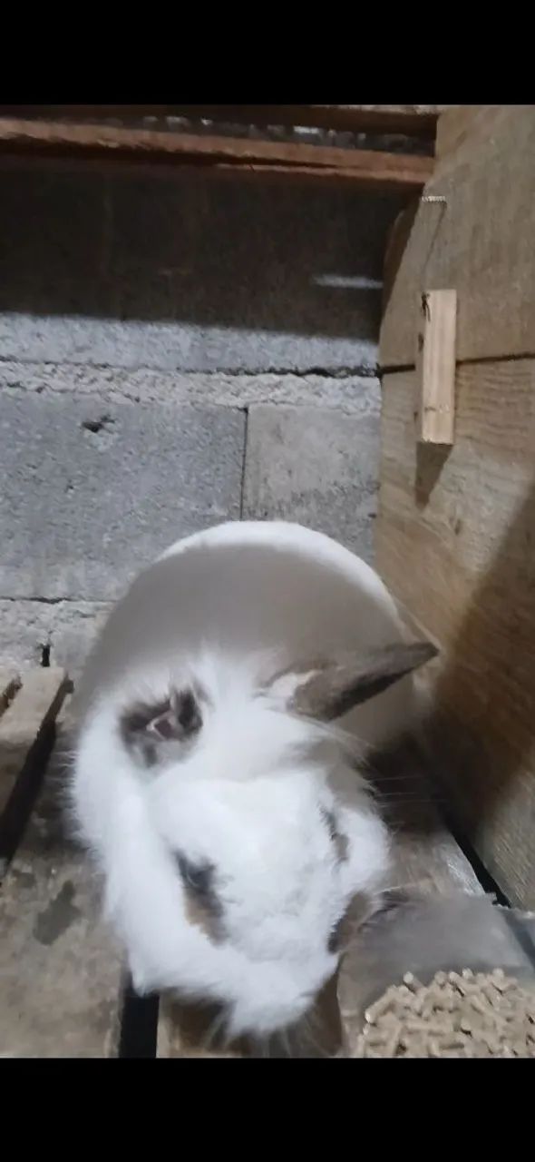 Vendo coelho - Foto 3