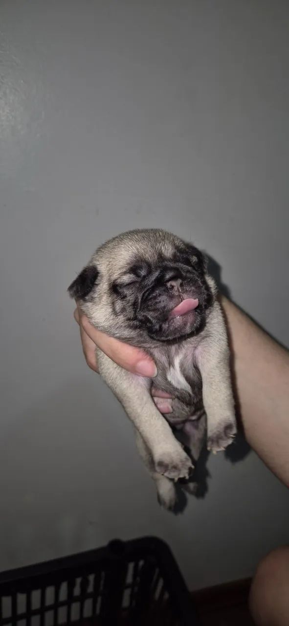 FILHOTES DE PUG - Foto 3