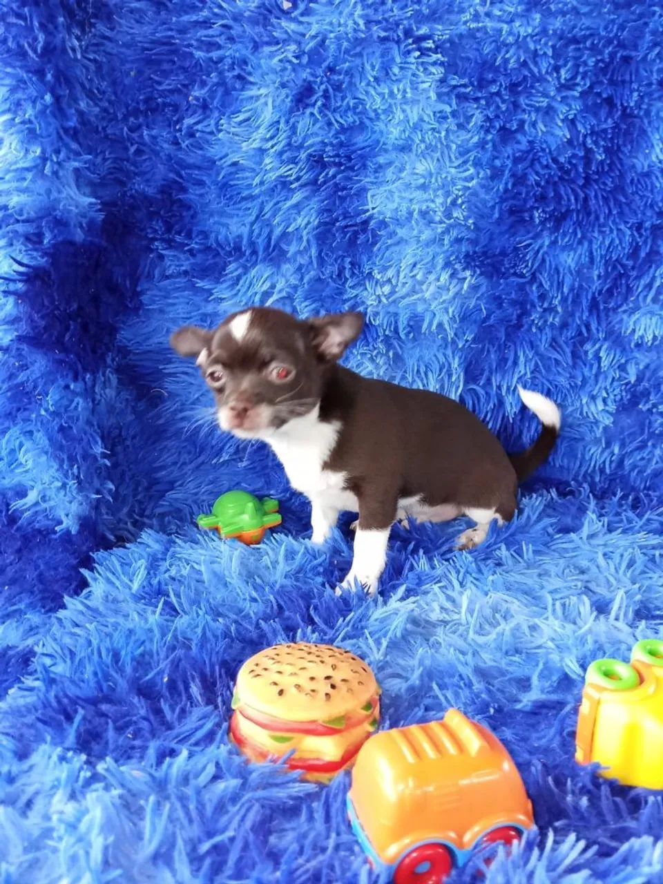 Chihuahua  - Foto 4