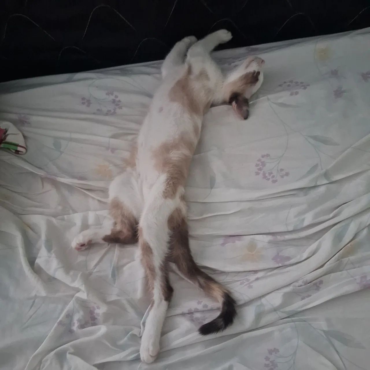 Doa-se gata vacinada e vermifugada