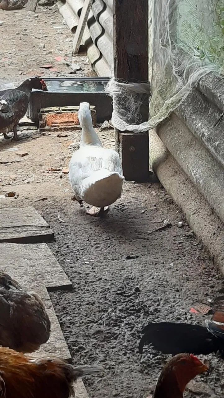 VENDE - SE PATO ADULTO MACHO - Foto 2