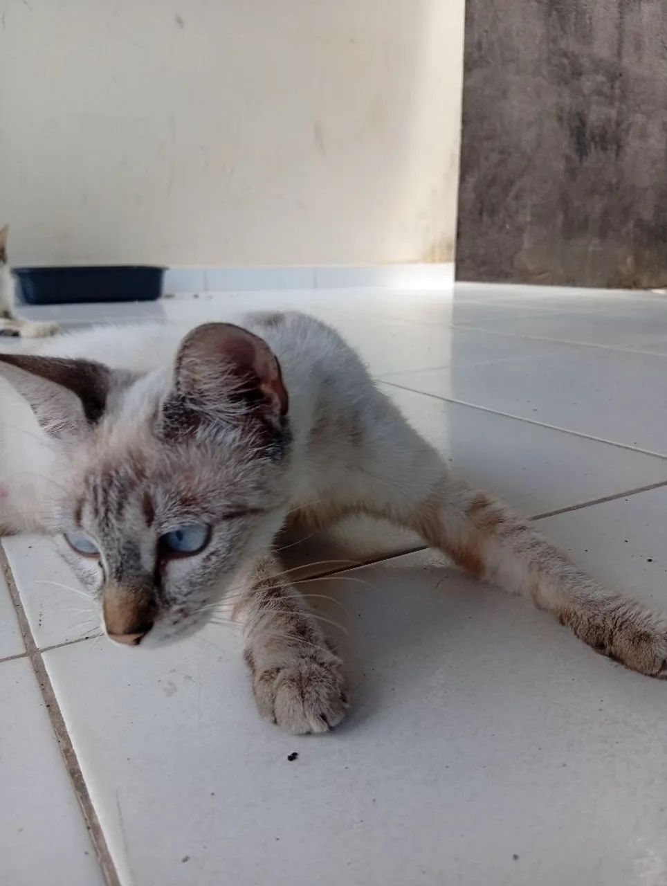Doação de Gatas - Foto 5