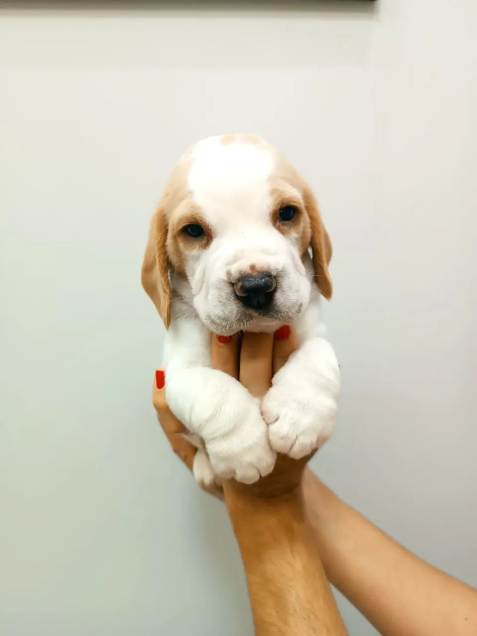 Filhotes de Beagle - Foto 4