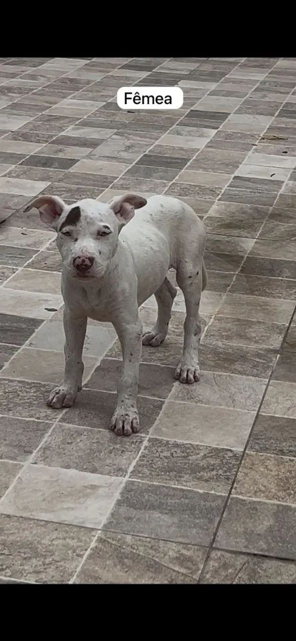 Filhotes de Pitbull - Foto 6