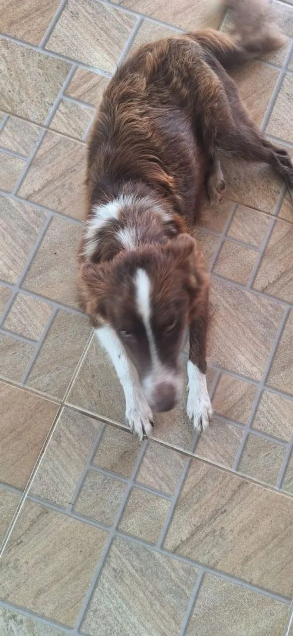 Cadela boder collie - Foto 4
