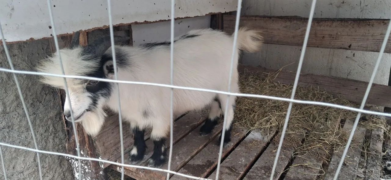 Mini cabrito  - Foto 4