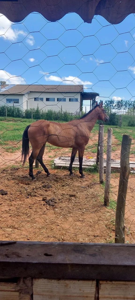 Égua Quarto de milha pura - 4 anos - Foto 4