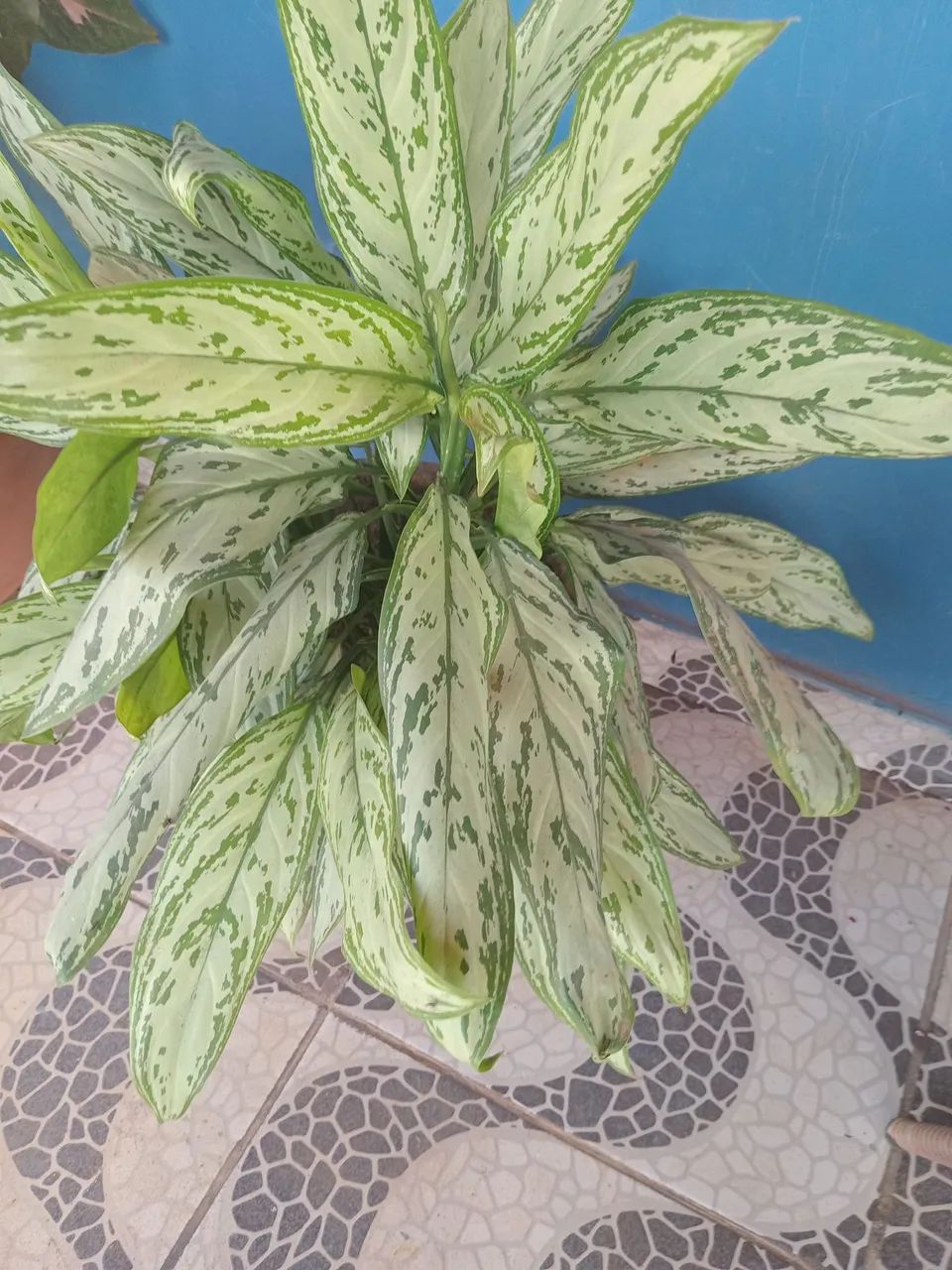 Plantas  - Foto 2