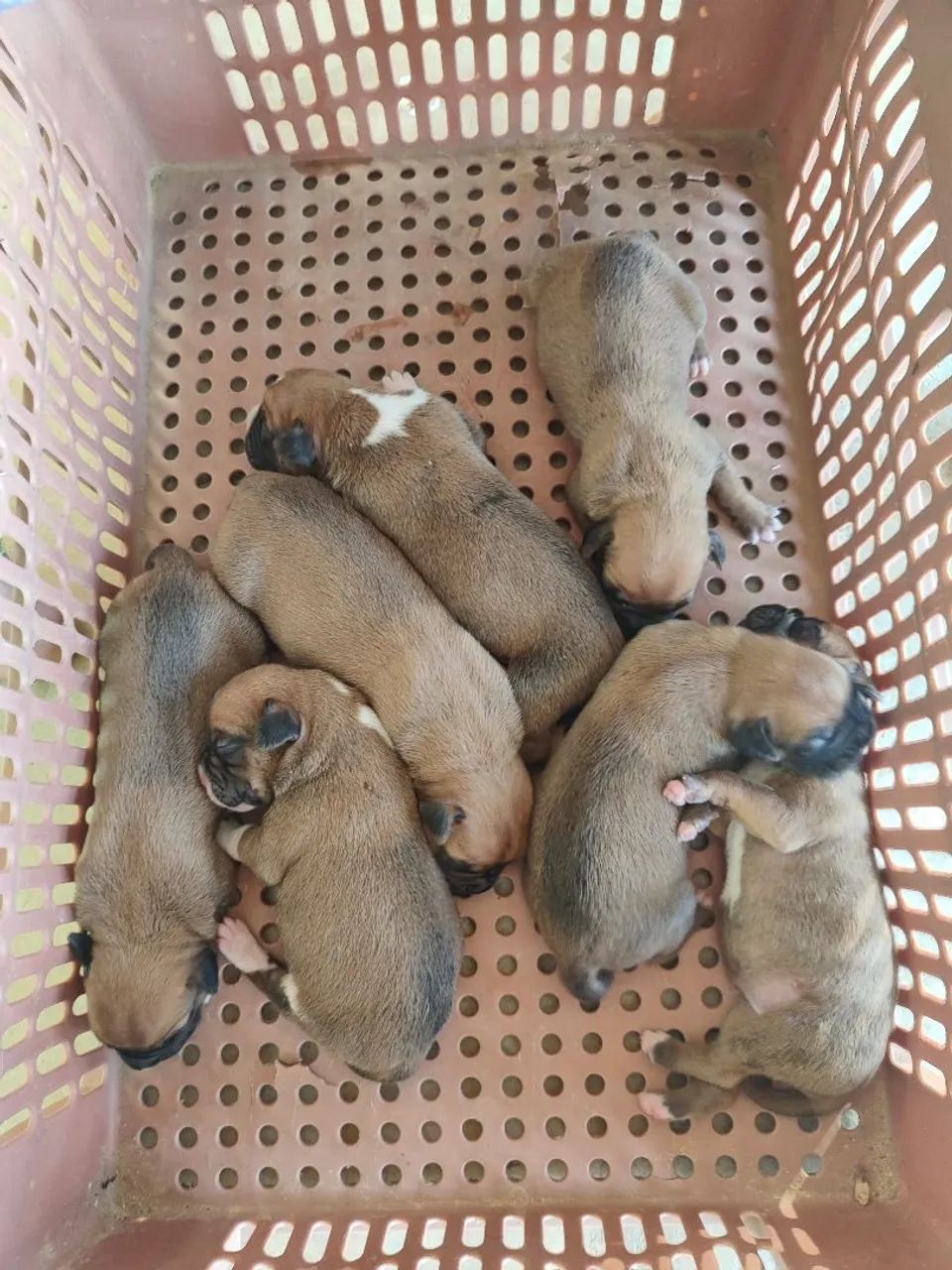 Dócil amor vou - Foto 2