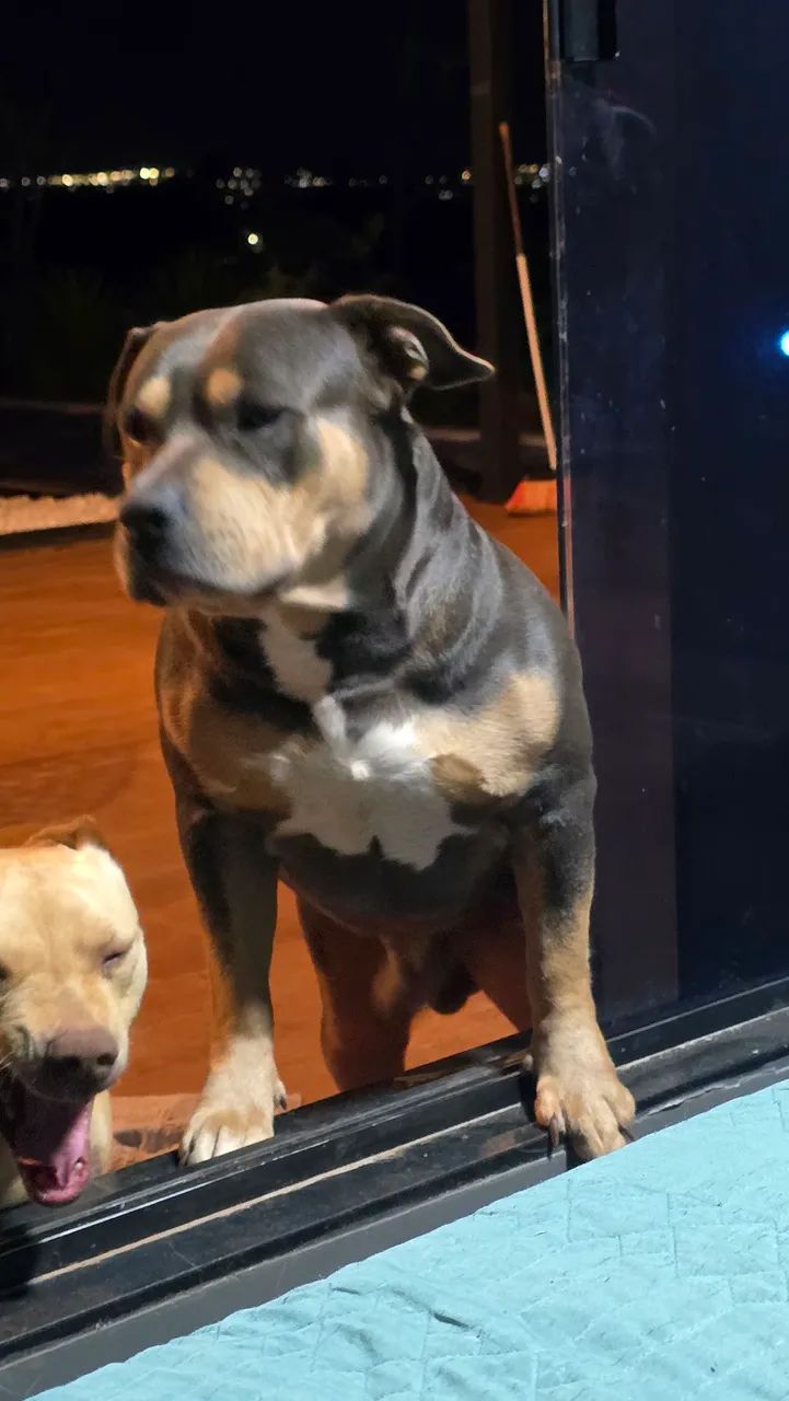 American bully pra cruza - Foto 3