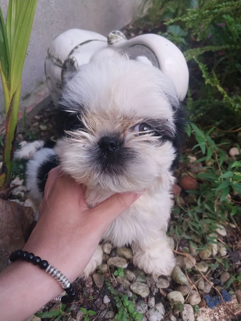 Vendo lindo cachorrinho shitzu macho  - Foto 3