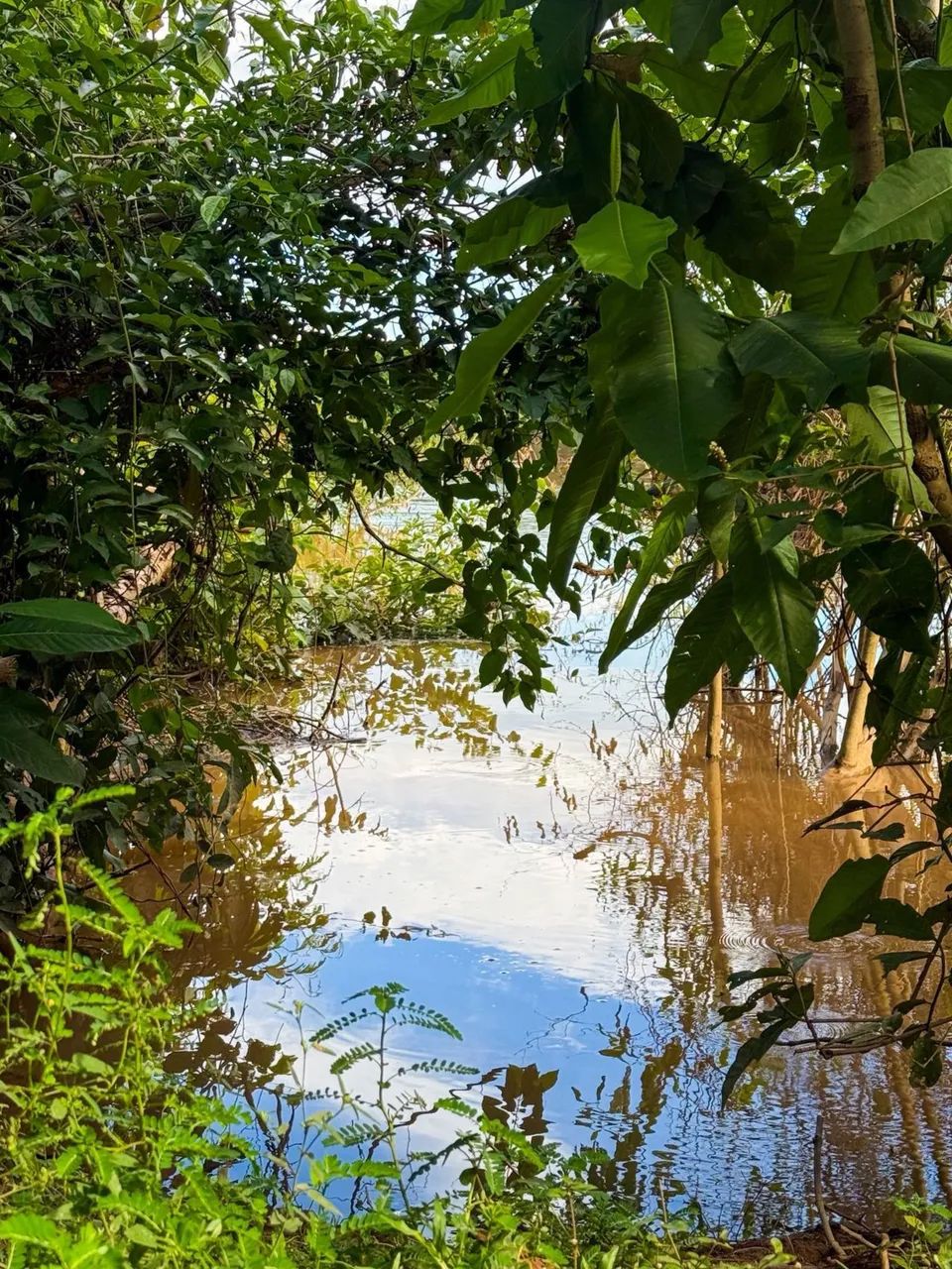 Chácara Barra do Arica Santo Antonio - Foto 5
