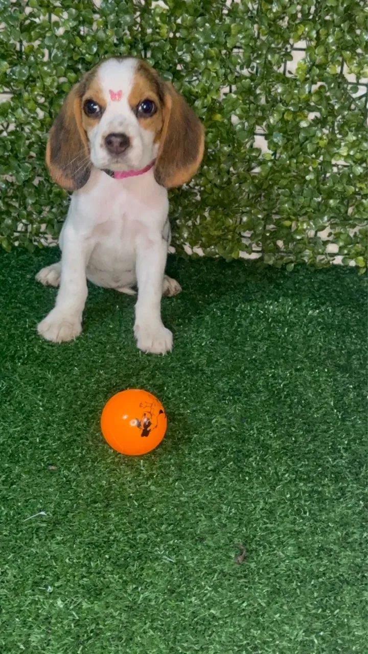 Filhote Beagle - Foto 5