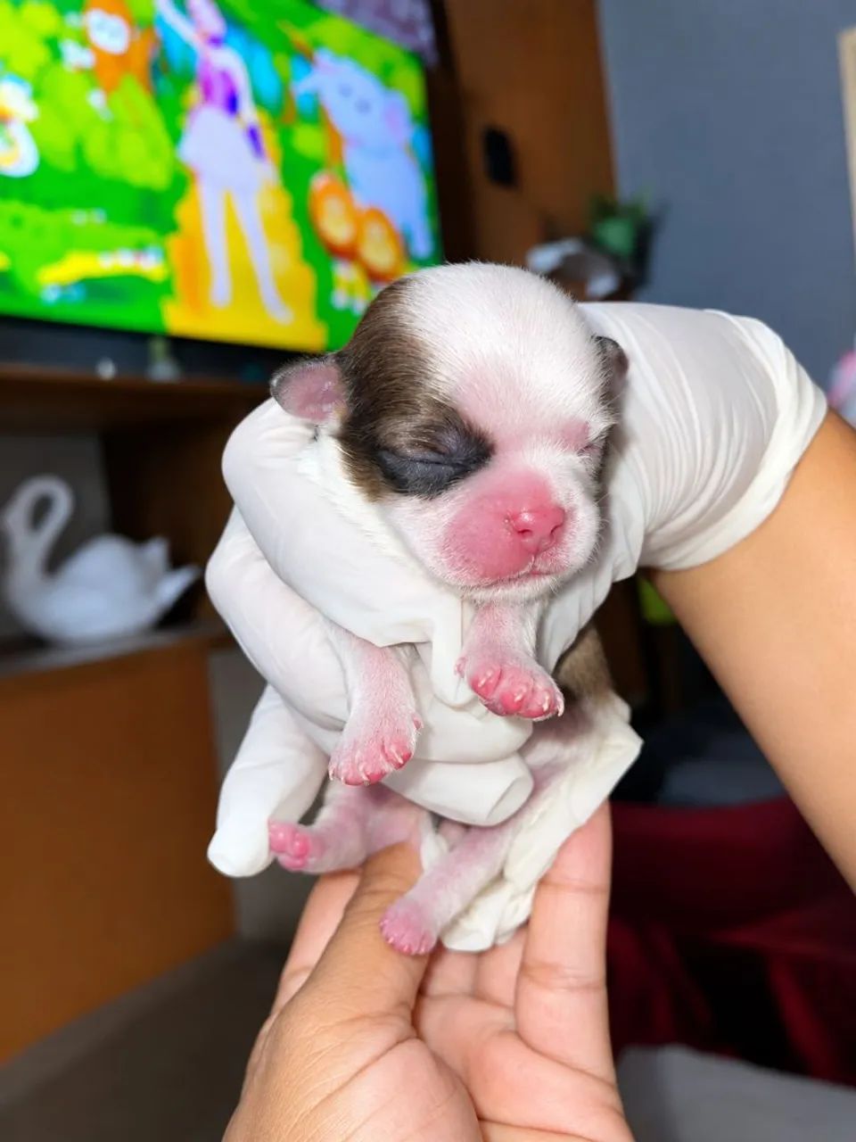 Vendas Cachorros, Shitzus - Foto 2