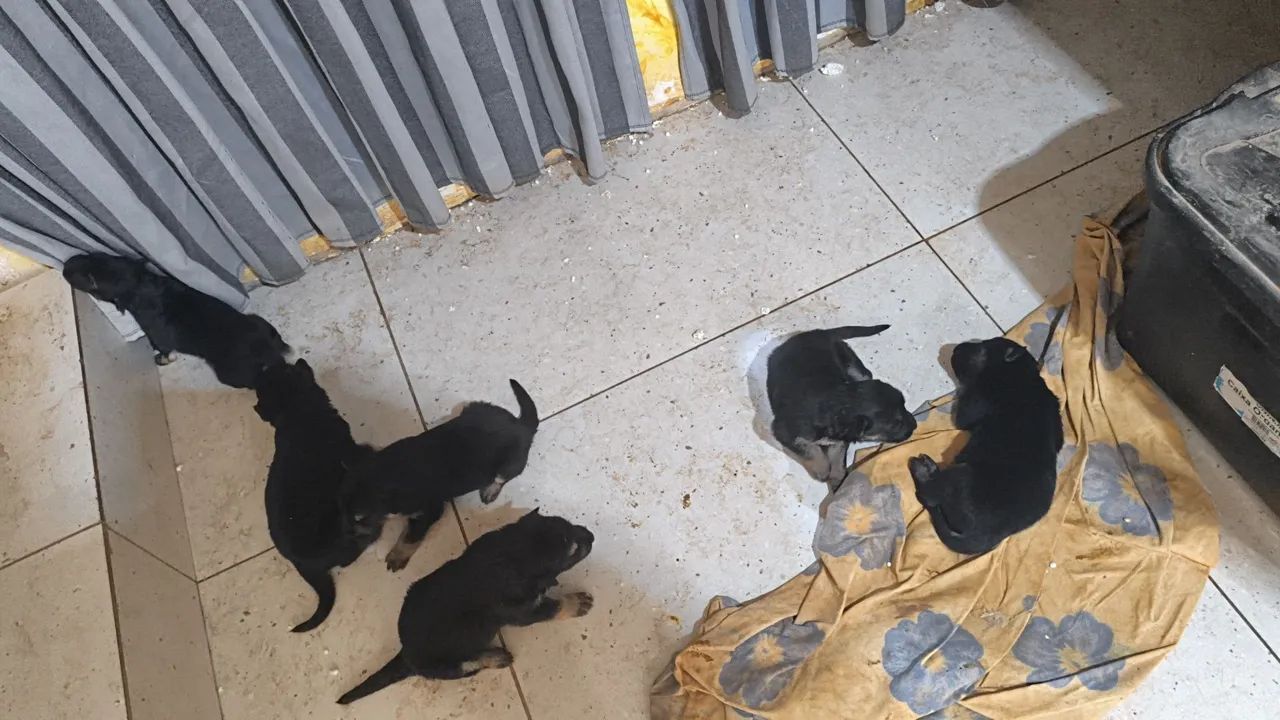 Cachorros pastor alemão  - Foto 4