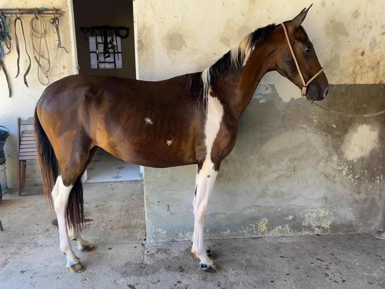 Potro mangalarga marchador 