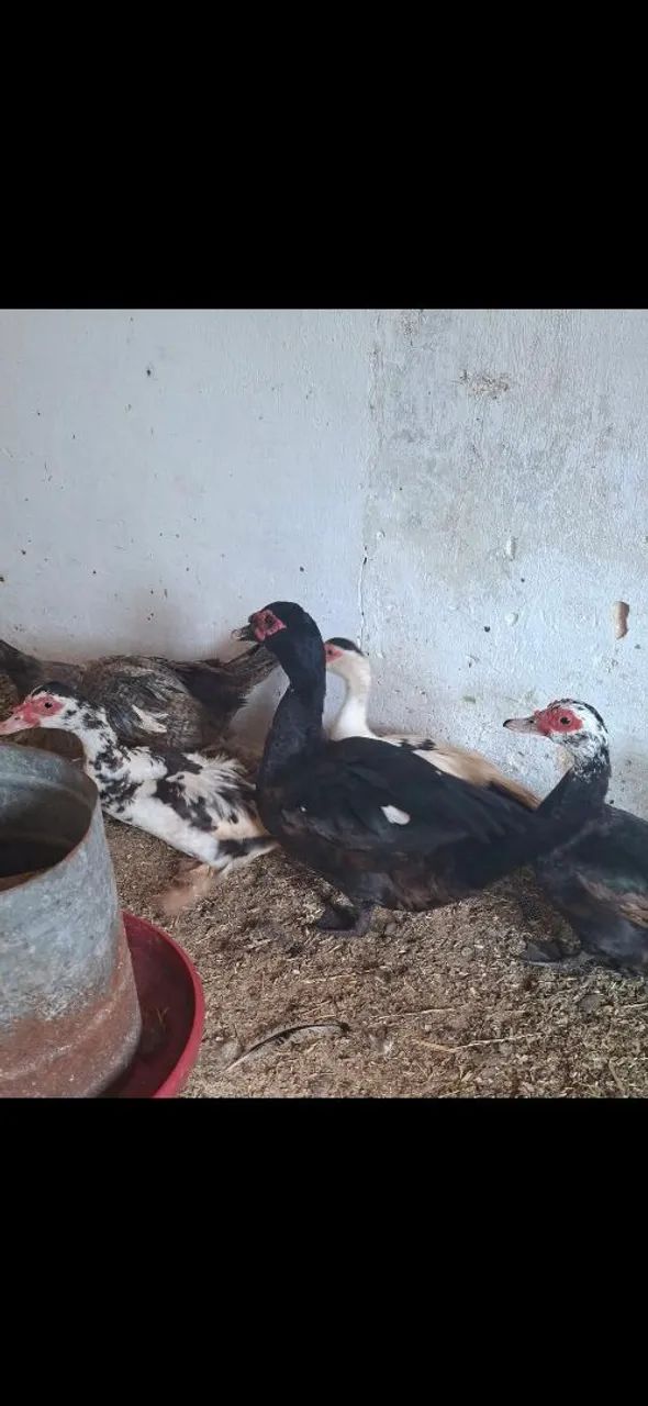 Vendo patos!!!