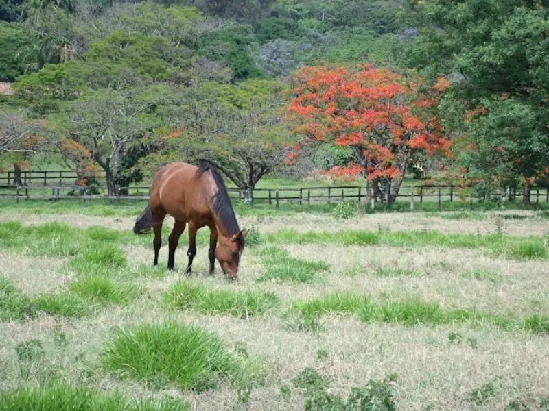 Terreno à venda em INDAIATUBA, JARDIM VILLA SAPEZAL, com 360 m², VILLA SAPEZAL - Foto 12