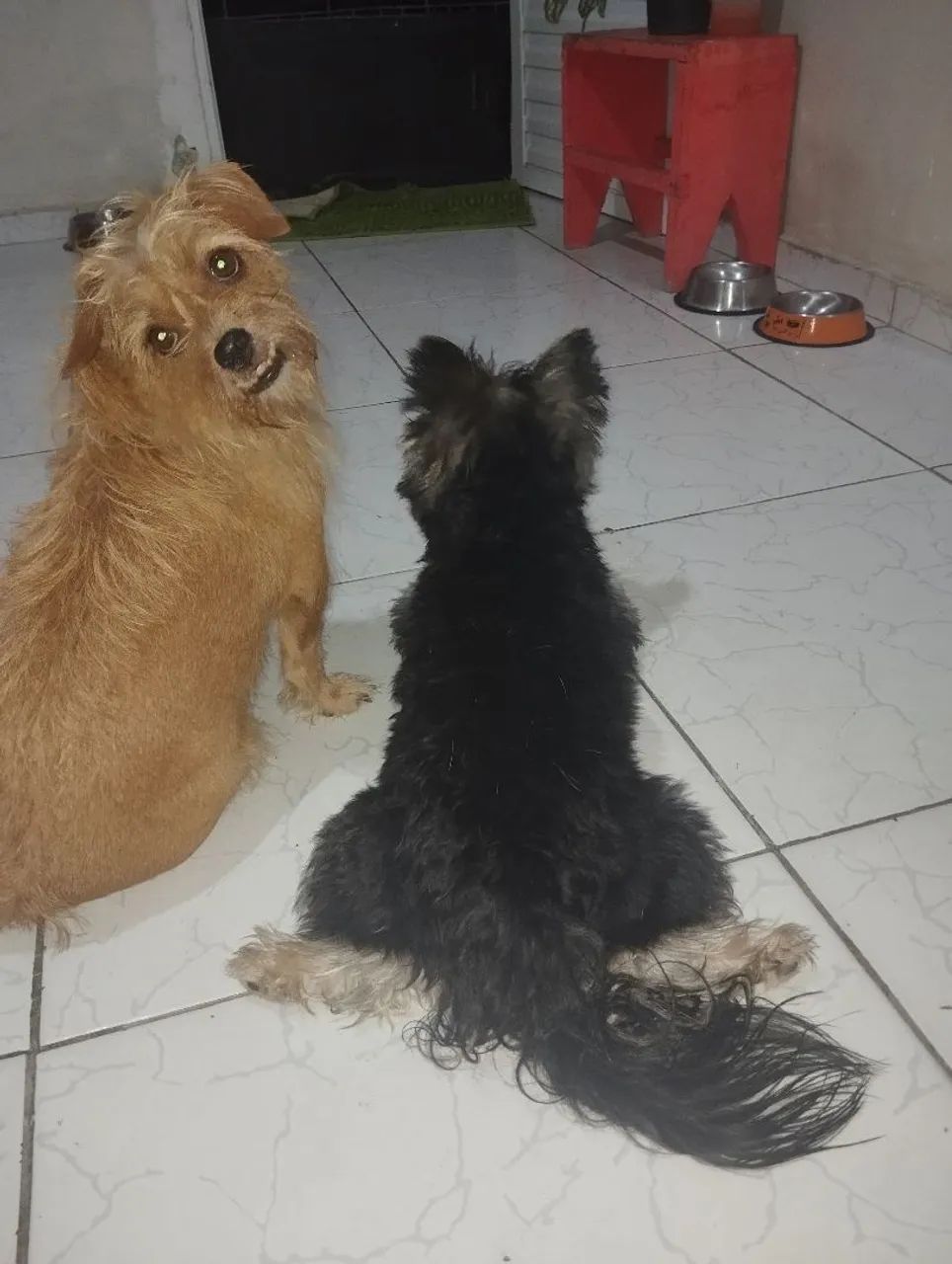 Adoção  - Foto 4