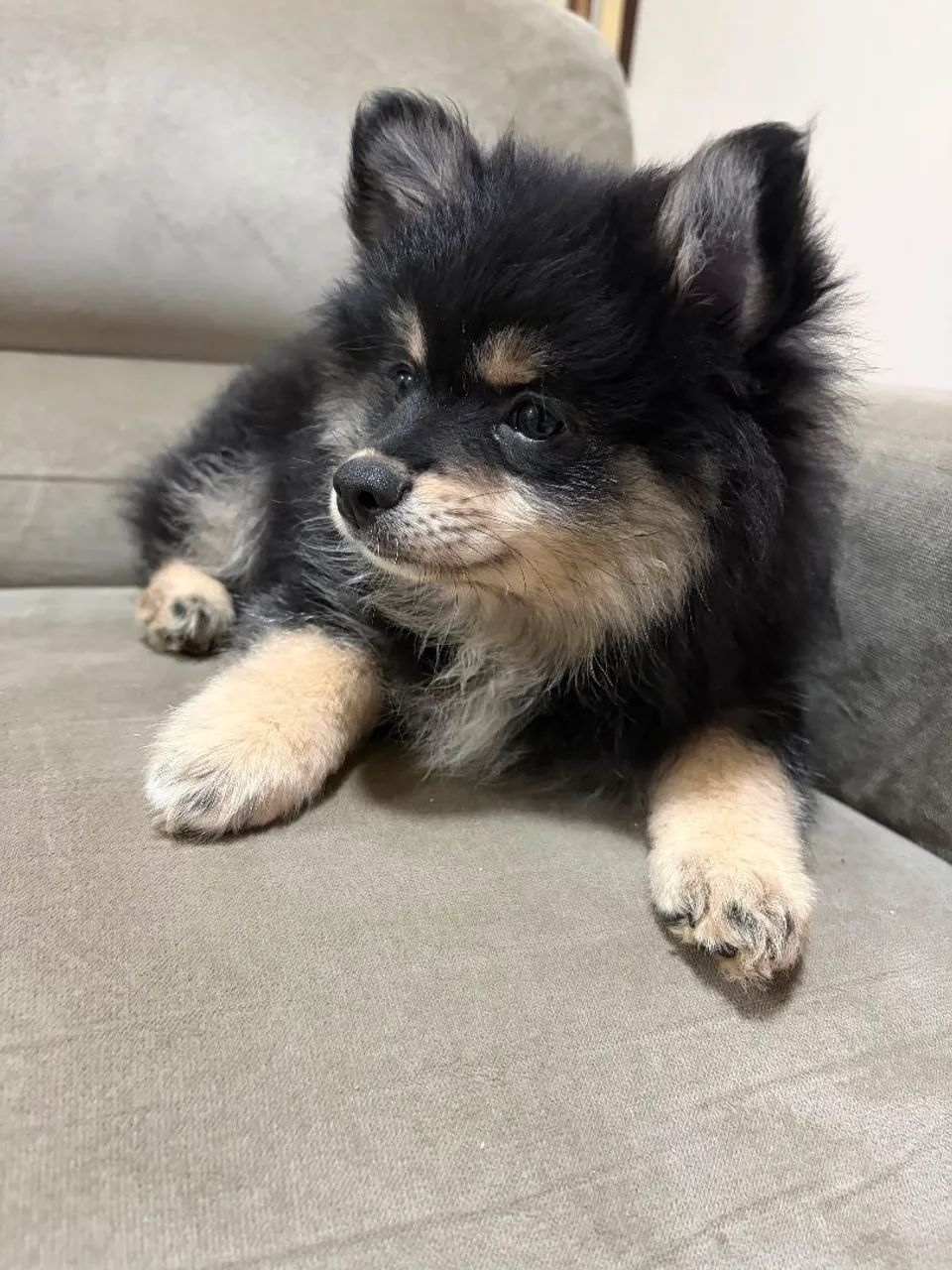 Machinho de Spitz Alemão  - Foto 3