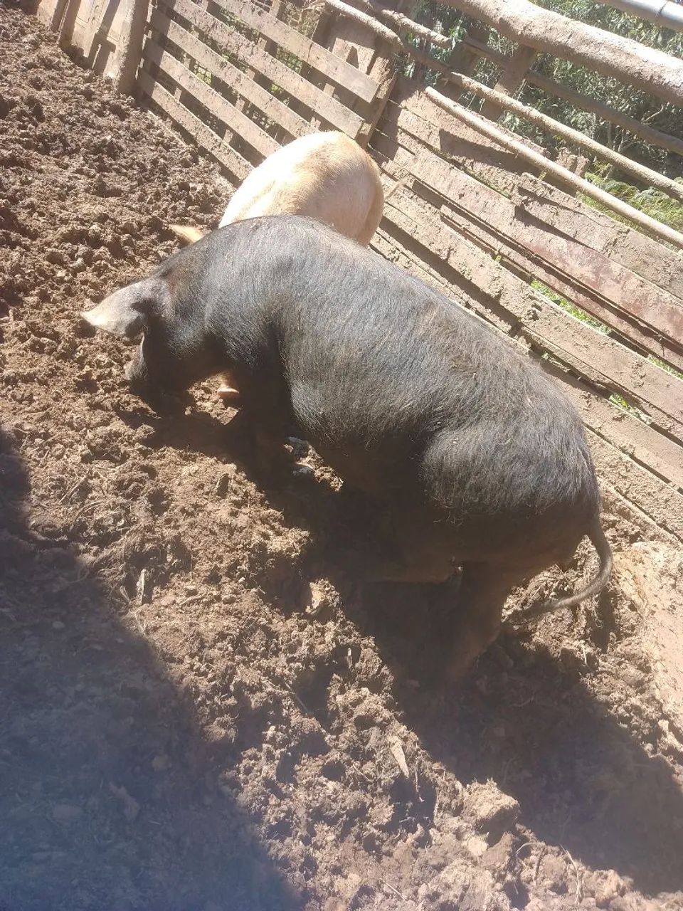 leitoa 