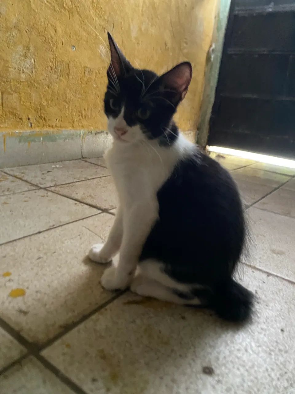 GATINHOS PARA ADOÇÃO  - Foto 2