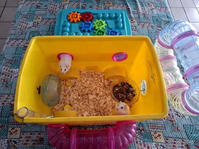 Hamster anão russo  - Foto 2