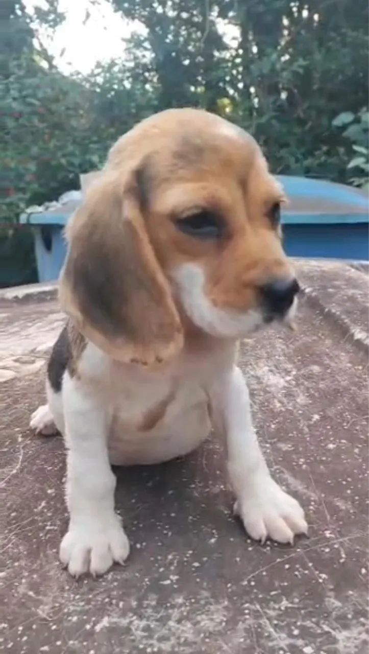 Linda fêmea mini beagle  - Foto 2