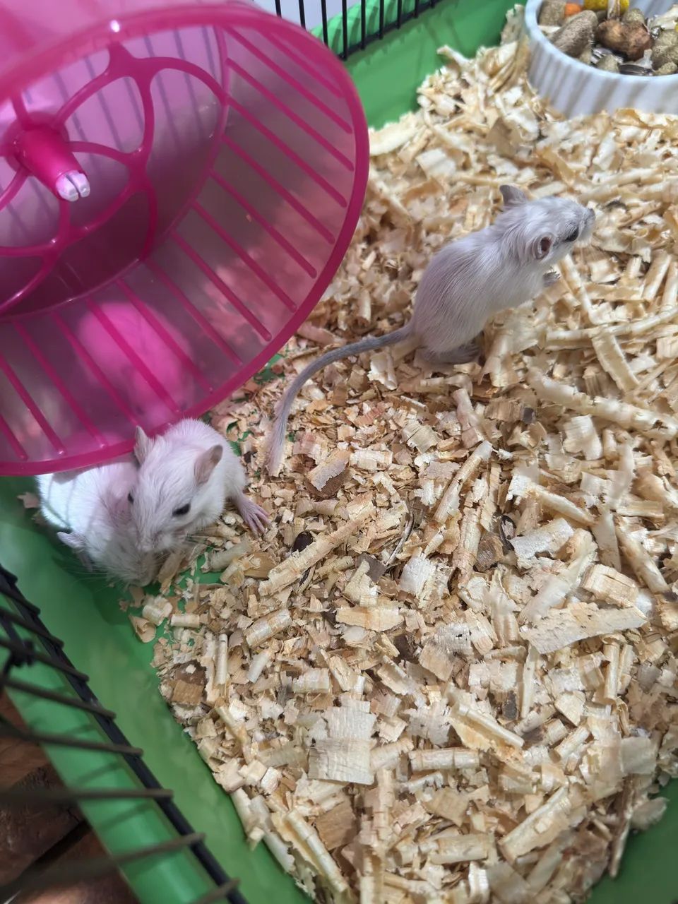 Gerbil - Foto 2