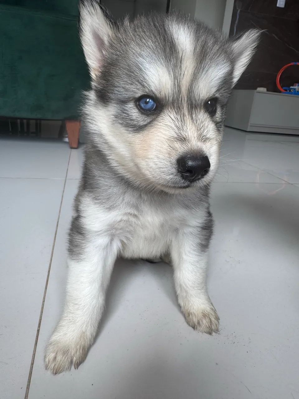 Filhotes de Husky Siberiano macho 45 dias