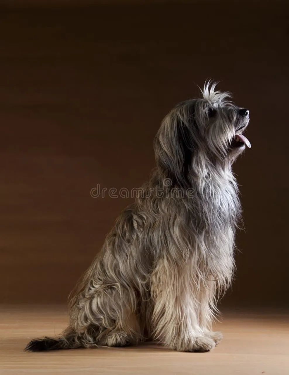 Cães pastor catalão filhote 