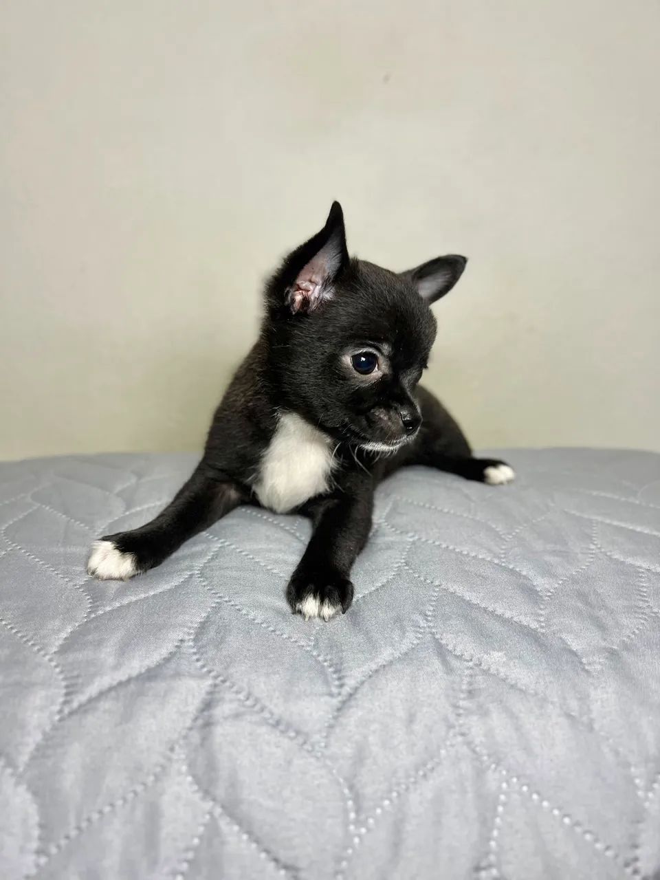 Chihuahua  - Foto 4