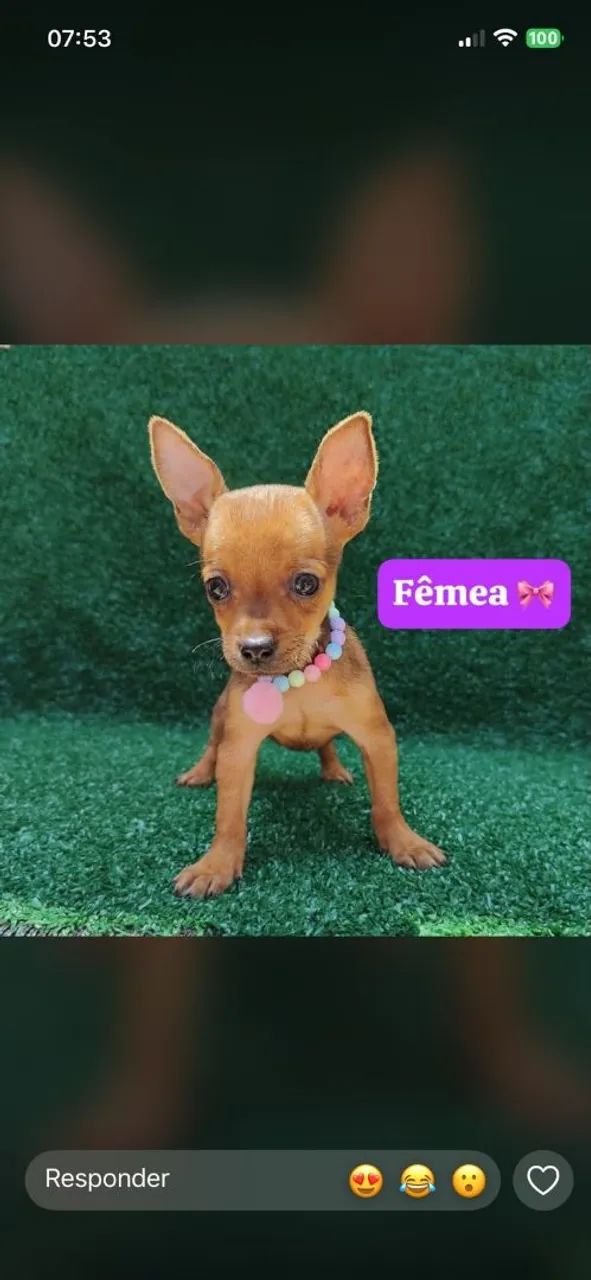 Pinscher 54 dias, vermifugado