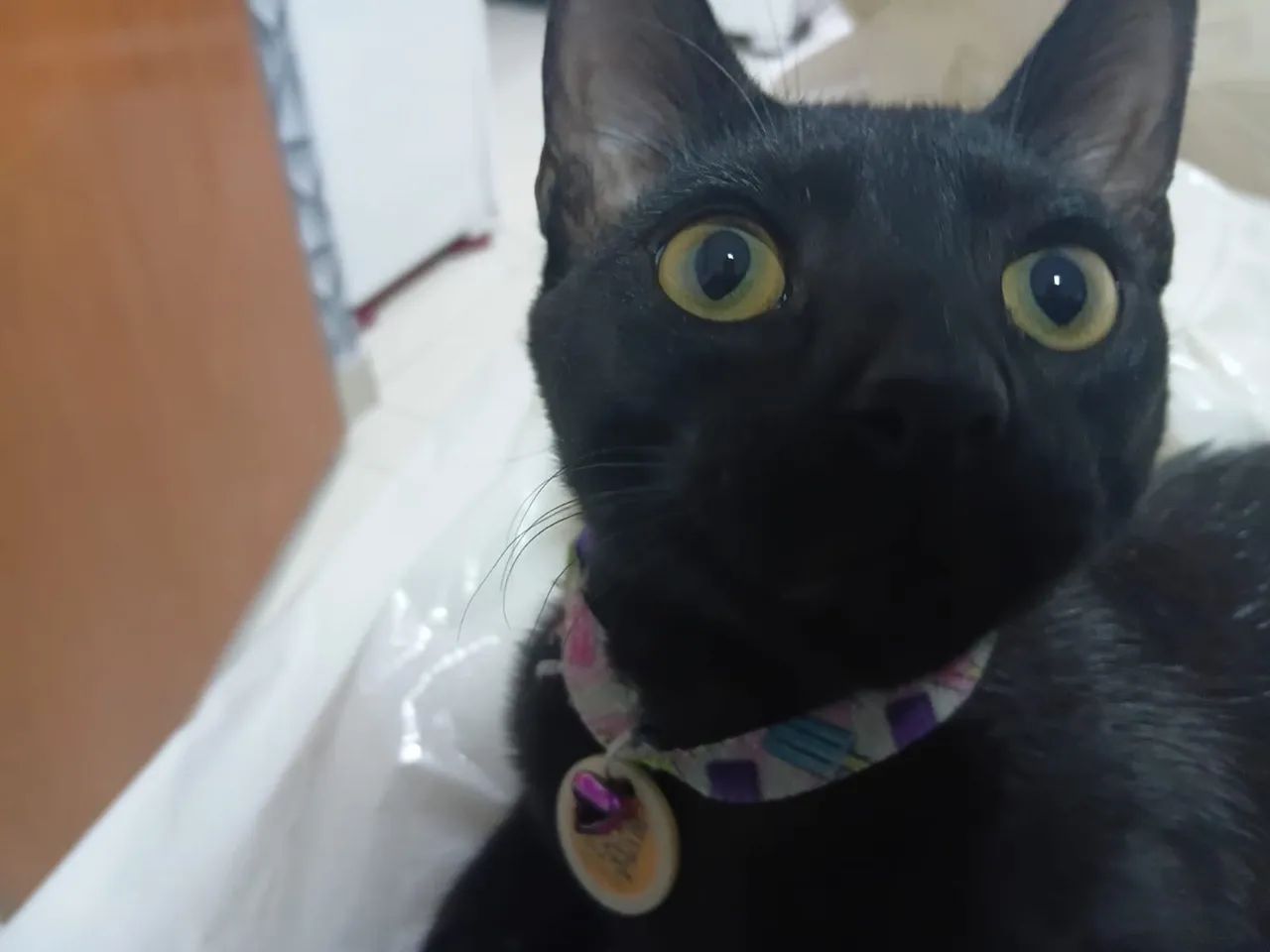 Doação de gato macho 