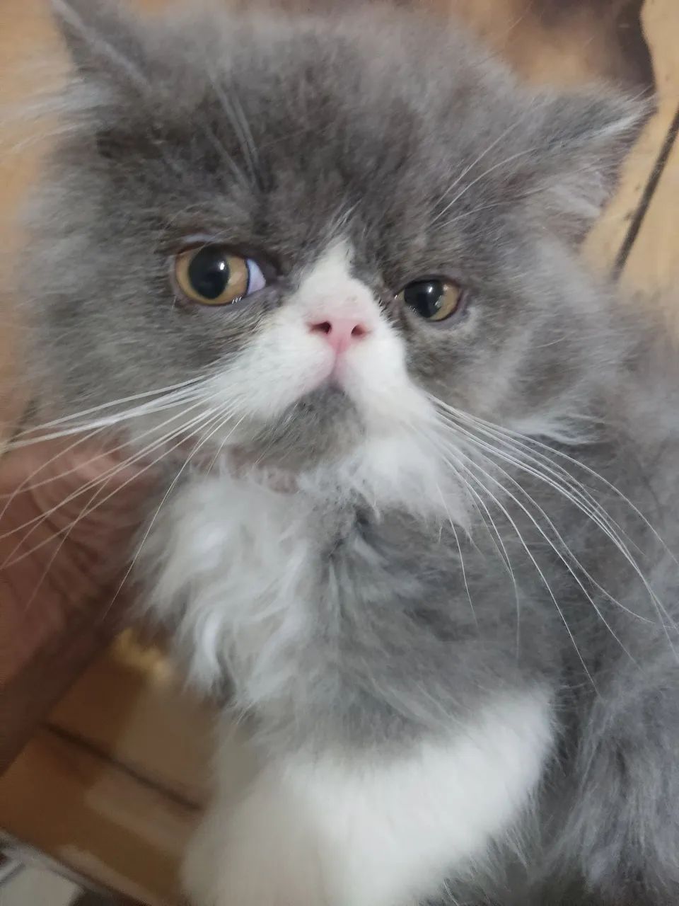 Gatos persas ,casal  - Foto 3
