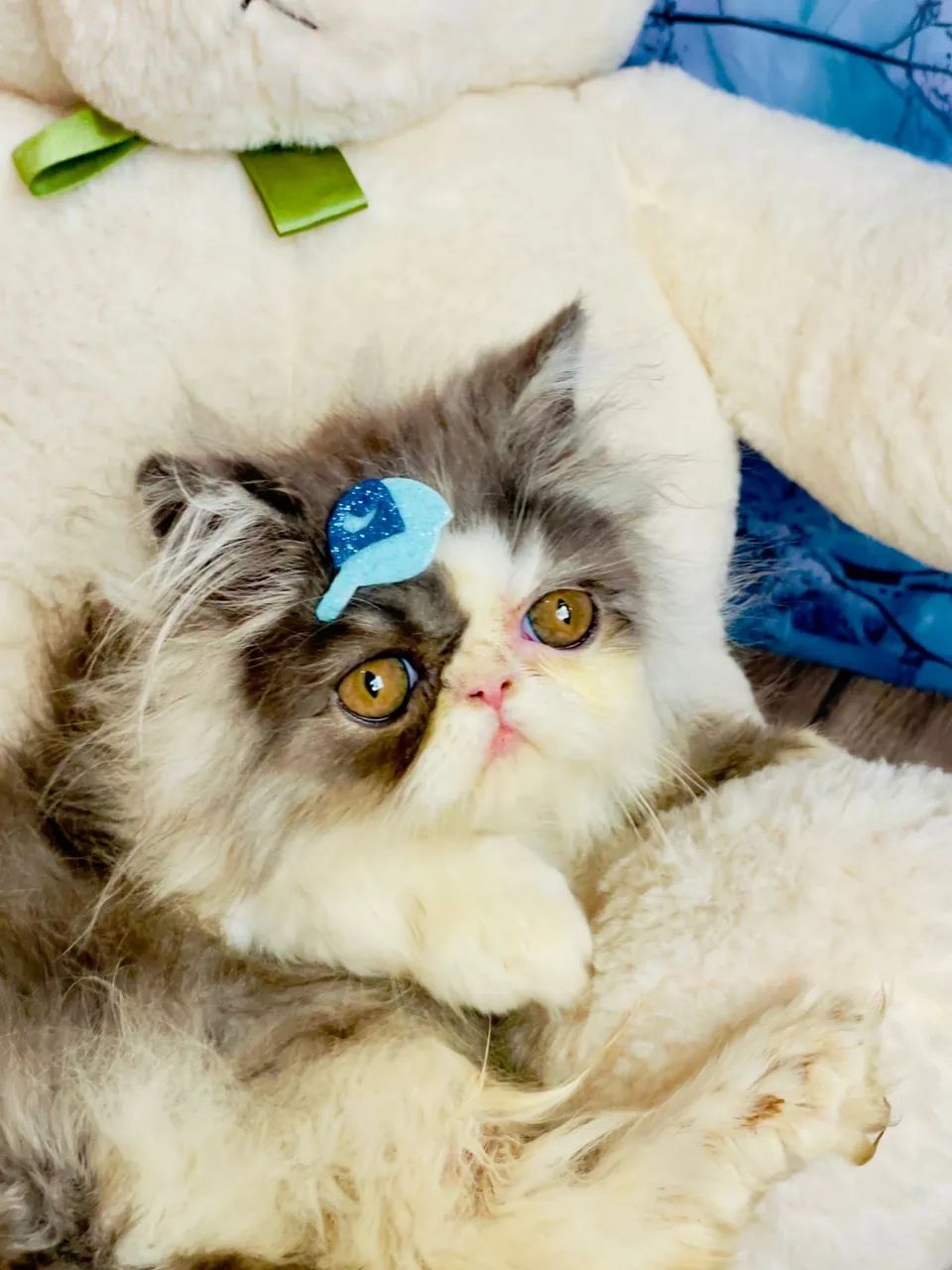 Gato exótico persa  - Foto 6