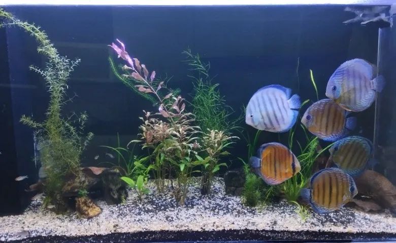 Aquário em Acrílico 300 litros! - Foto 3