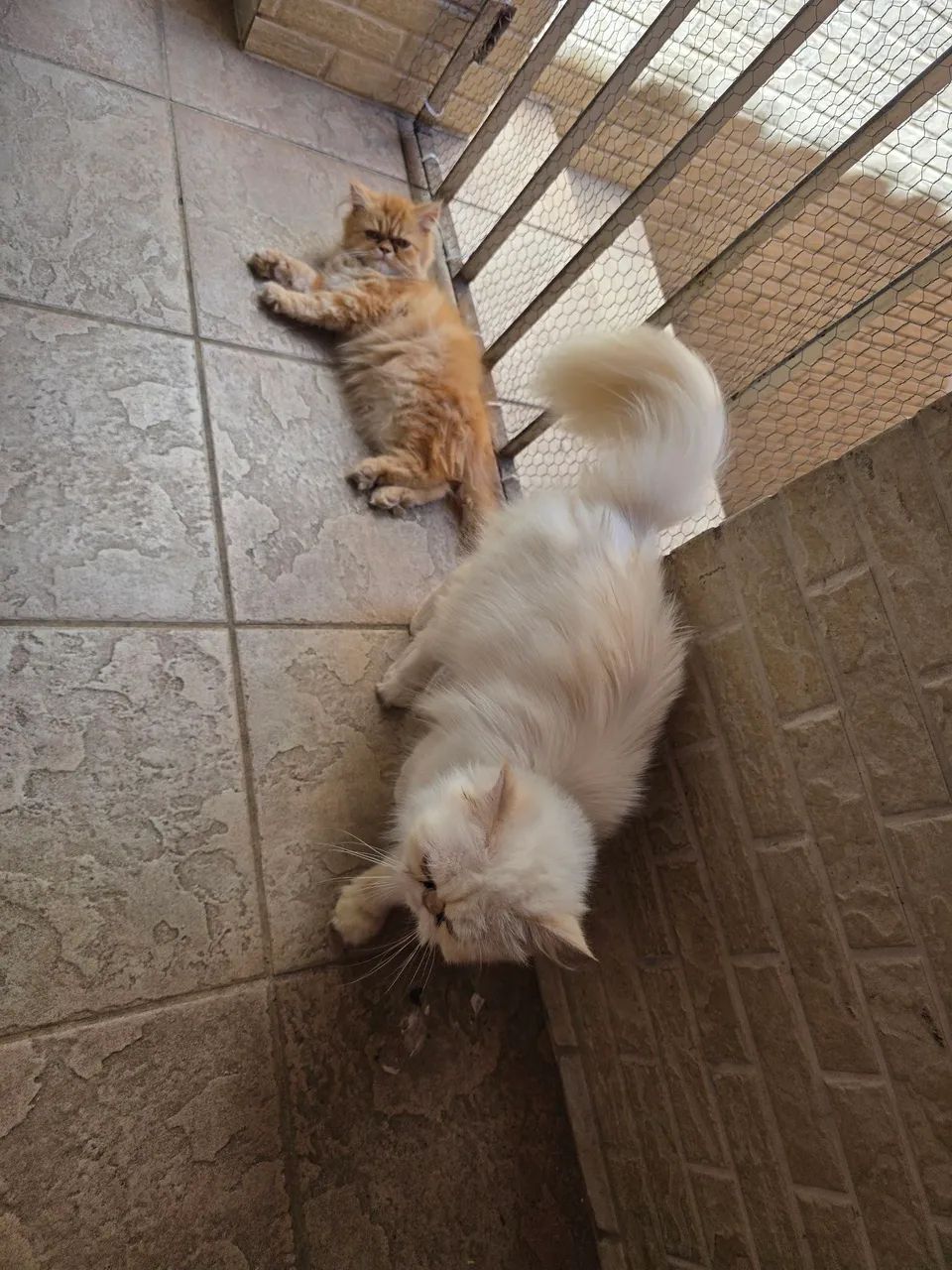 Gatos persa  - Foto 3